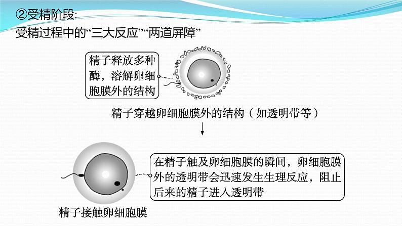 新高考生物一轮复习课件：第36讲　胚胎工程及生物技术的安全性与伦理问题（含解析）第5页