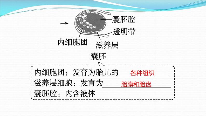 新高考生物一轮复习课件：第36讲　胚胎工程及生物技术的安全性与伦理问题（含解析）第8页