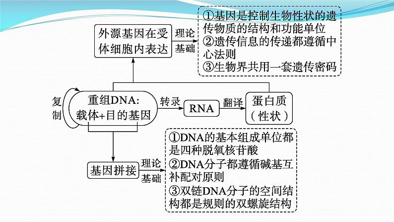 新高考生物一轮复习课件：第37讲　基因工程的基本工具与操作程序（含解析）第4页