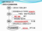 新高考生物一轮复习课件：第37讲　基因工程的基本工具与操作程序（含解析）
