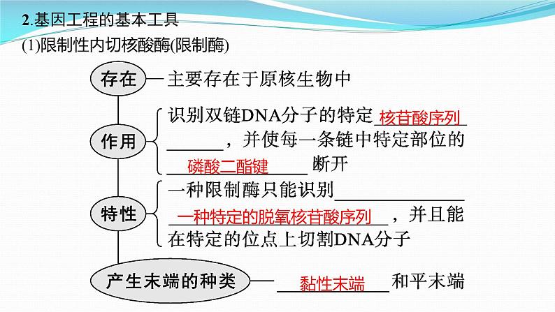 新高考生物一轮复习课件：第37讲　基因工程的基本工具与操作程序（含解析）第5页