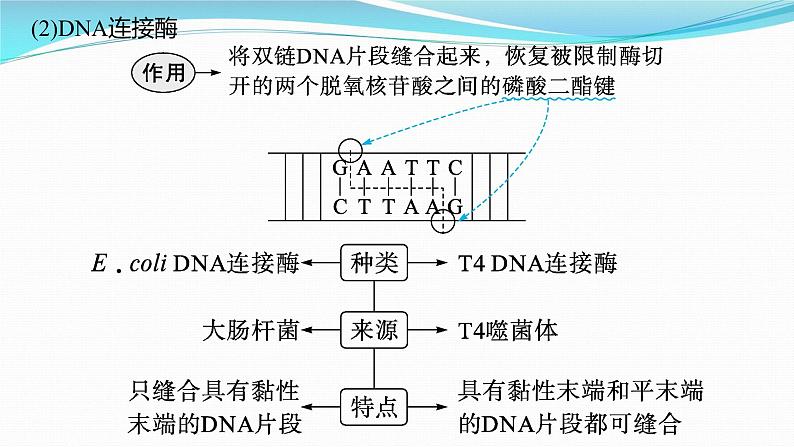 新高考生物一轮复习课件：第37讲　基因工程的基本工具与操作程序（含解析）第7页