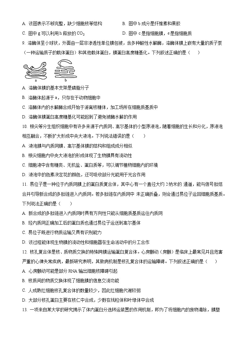 山东省泰安市泰山中学2023-2024学年高一上学期11月期中考试生物试题第3页