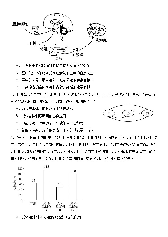 内蒙古赤峰二中2024-2025学年高二上学期第一次月考生物试题（Word版附答案）第2页
