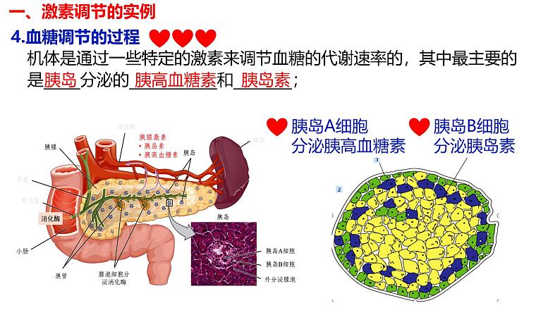 3.2 激素调节的过程-【生物好课】2024-2025学年高二生物同步教学课件（人教版2019选择性必修1）第8页