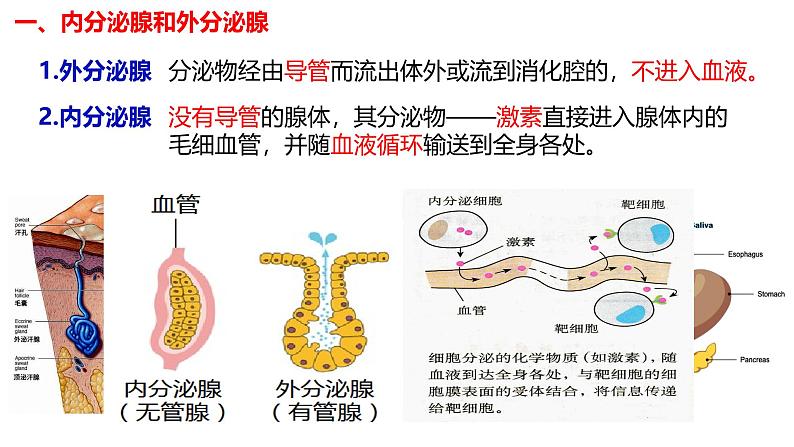 3.1+激素与内分泌系统-【生物好课】2024-2025学年高二生物同步教学课件（人教版2019选择性必修1）第4页