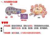 3.1+激素与内分泌系统-【生物好课】2024-2025学年高二生物同步教学课件（人教版2019选择性必修1）
