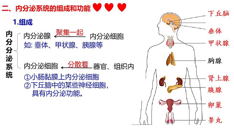 3.1+激素与内分泌系统-【生物好课】2024-2025学年高二生物同步教学课件（人教版2019选择性必修1）第6页