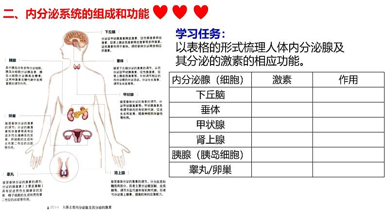 3.1+激素与内分泌系统-【生物好课】2024-2025学年高二生物同步教学课件（人教版2019选择性必修1）第7页