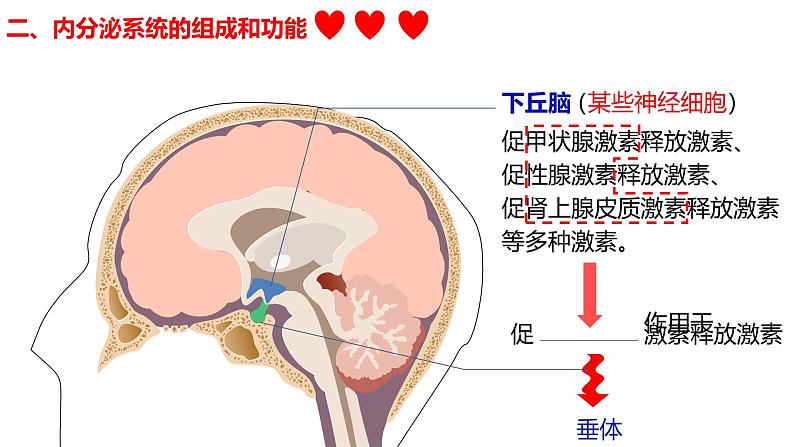 3.1+激素与内分泌系统-【生物好课】2024-2025学年高二生物同步教学课件（人教版2019选择性必修1）第8页