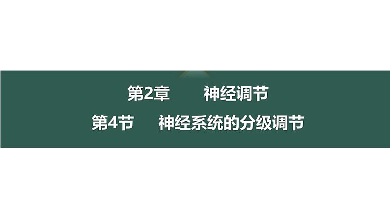 2.4 神经系统的分级调节-【生物好课】2024-2025学年高二生物同步教学课件（人教版2019选择性必修1）01