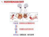 2.4 神经系统的分级调节-【生物好课】2024-2025学年高二生物同步教学课件（人教版2019选择性必修1）