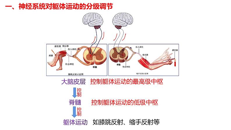 2.4 神经系统的分级调节-【生物好课】2024-2025学年高二生物同步教学课件（人教版2019选择性必修1）05