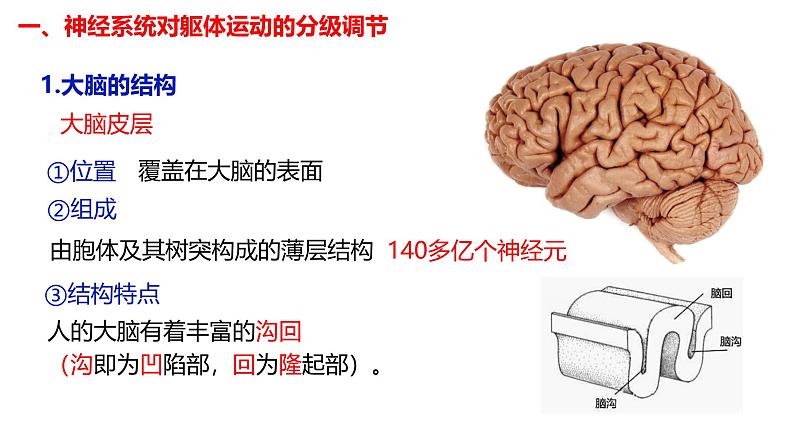 2.4 神经系统的分级调节-【生物好课】2024-2025学年高二生物同步教学课件（人教版2019选择性必修1）06