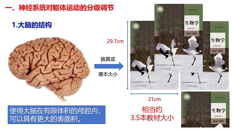 2.4 神经系统的分级调节-【生物好课】2024-2025学年高二生物同步教学课件（人教版2019选择性必修1）07