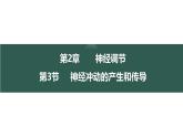 2.3+神经冲动的产生和传导-【生物好课】2024-2025学年高二生物同步教学课件（人教版2019选择性必修1）