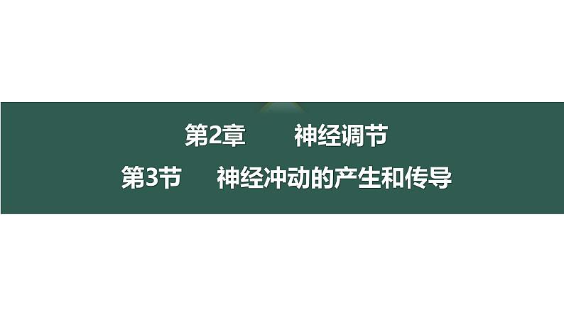 2.3+神经冲动的产生和传导-【生物好课】2024-2025学年高二生物同步教学课件（人教版2019选择性必修1）第1页