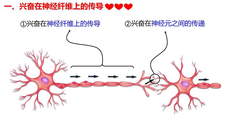 2.3+神经冲动的产生和传导-【生物好课】2024-2025学年高二生物同步教学课件（人教版2019选择性必修1）第3页