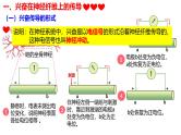 2.3+神经冲动的产生和传导-【生物好课】2024-2025学年高二生物同步教学课件（人教版2019选择性必修1）