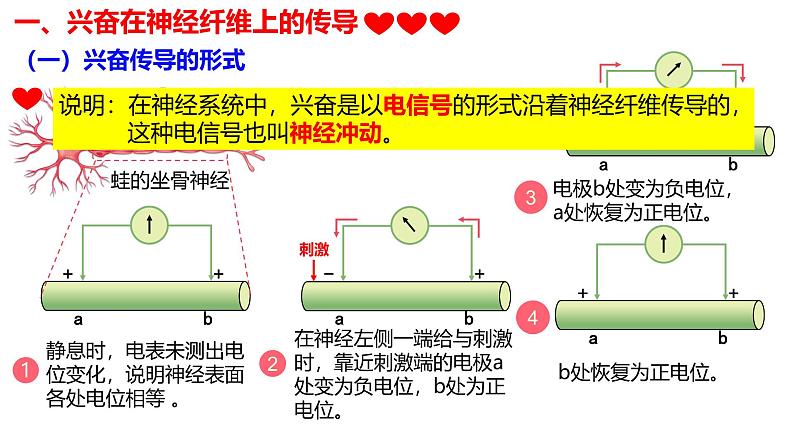 2.3+神经冲动的产生和传导-【生物好课】2024-2025学年高二生物同步教学课件（人教版2019选择性必修1）第4页