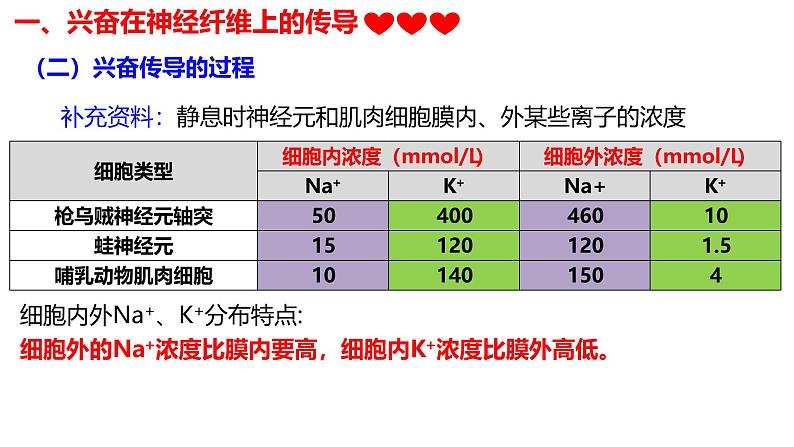 2.3+神经冲动的产生和传导-【生物好课】2024-2025学年高二生物同步教学课件（人教版2019选择性必修1）第5页