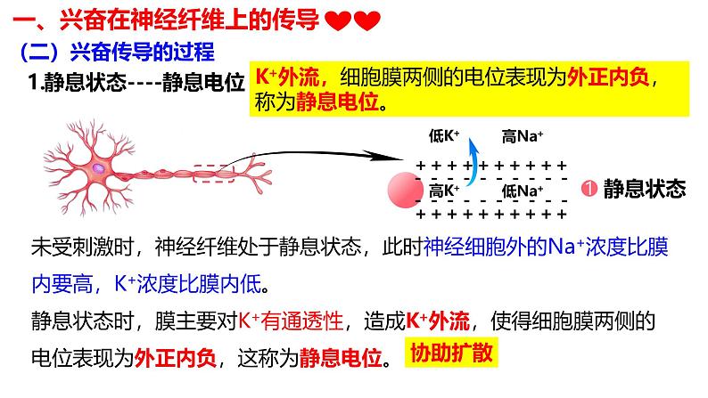 2.3+神经冲动的产生和传导-【生物好课】2024-2025学年高二生物同步教学课件（人教版2019选择性必修1）第6页