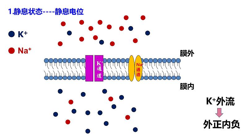 2.3+神经冲动的产生和传导-【生物好课】2024-2025学年高二生物同步教学课件（人教版2019选择性必修1）第7页