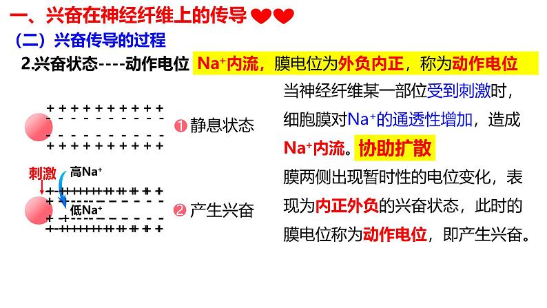 2.3+神经冲动的产生和传导-【生物好课】2024-2025学年高二生物同步教学课件（人教版2019选择性必修1）第8页