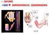 2.2 神经调节的基本方式-【生物好课】2024-2025学年高二生物同步教学课件（人教版2019选择性必修1）