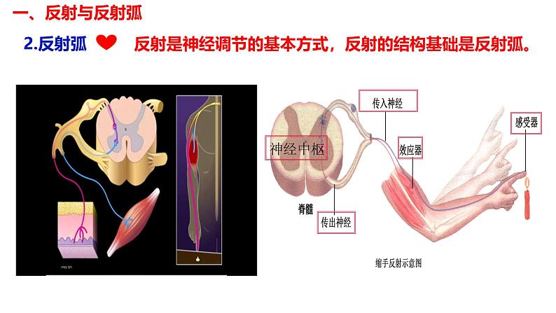 2.2 神经调节的基本方式-【生物好课】2024-2025学年高二生物同步教学课件（人教版2019选择性必修1）第5页