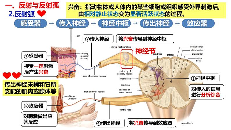 2.2 神经调节的基本方式-【生物好课】2024-2025学年高二生物同步教学课件（人教版2019选择性必修1）第6页