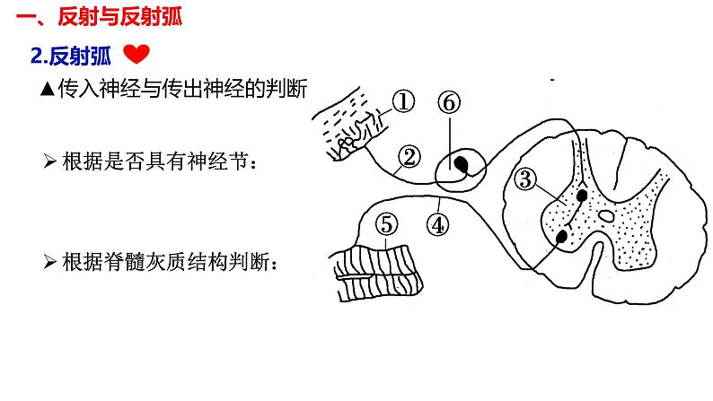 2.2 神经调节的基本方式-【生物好课】2024-2025学年高二生物同步教学课件（人教版2019选择性必修1）第8页