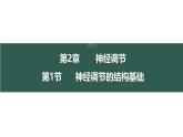 2.1 神经调节的结构基础-【生物好课】2024-2025学年高二生物同步教学课件（人教版2019选择性必修1）