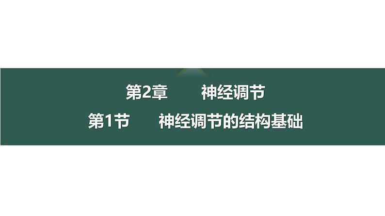 2.1 神经调节的结构基础-【生物好课】2024-2025学年高二生物同步教学课件（人教版2019选择性必修1）01