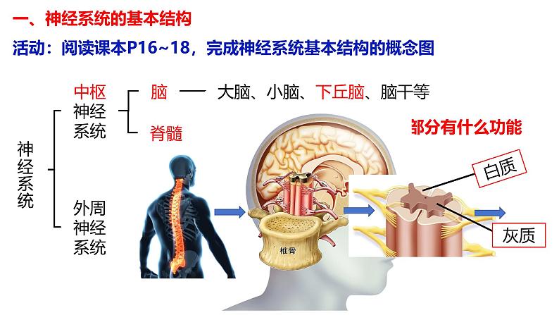 2.1 神经调节的结构基础-【生物好课】2024-2025学年高二生物同步教学课件（人教版2019选择性必修1）03