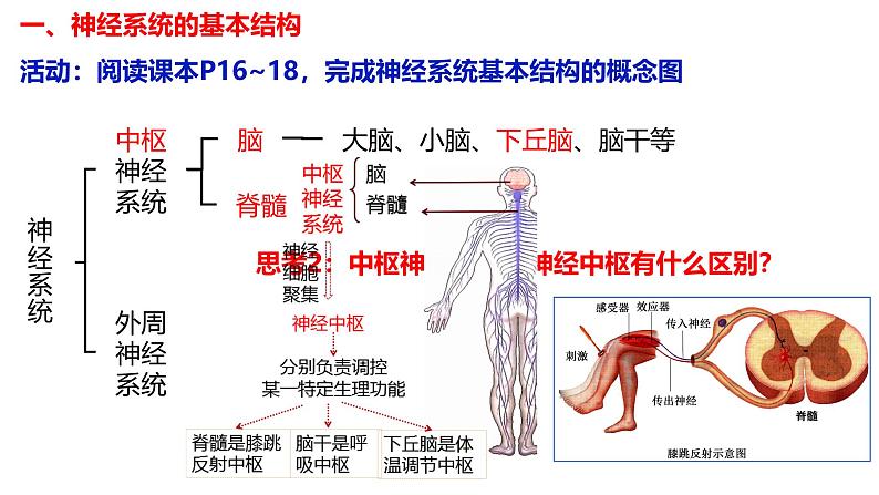 2.1 神经调节的结构基础-【生物好课】2024-2025学年高二生物同步教学课件（人教版2019选择性必修1）04