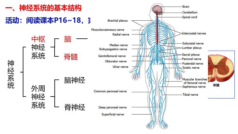 2.1 神经调节的结构基础-【生物好课】2024-2025学年高二生物同步教学课件（人教版2019选择性必修1）05