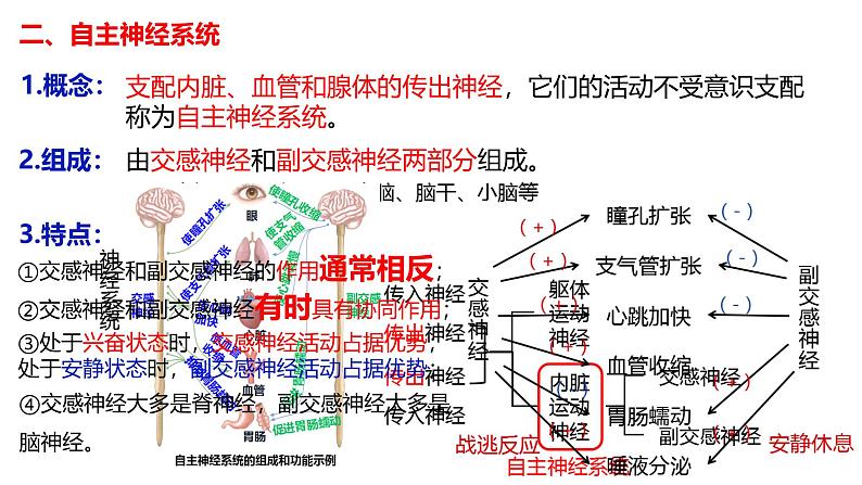 2.1 神经调节的结构基础-【生物好课】2024-2025学年高二生物同步教学课件（人教版2019选择性必修1）07