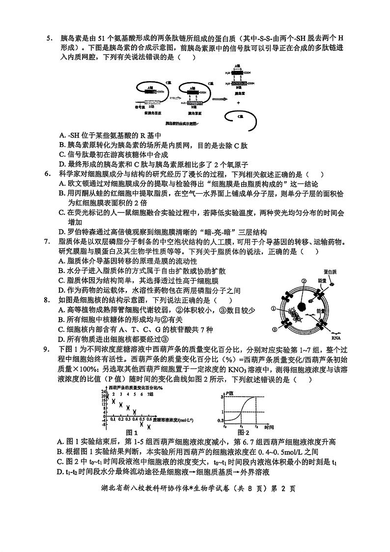2024年湖北省新八校协作体高三上学期10月联考 生物试题02
