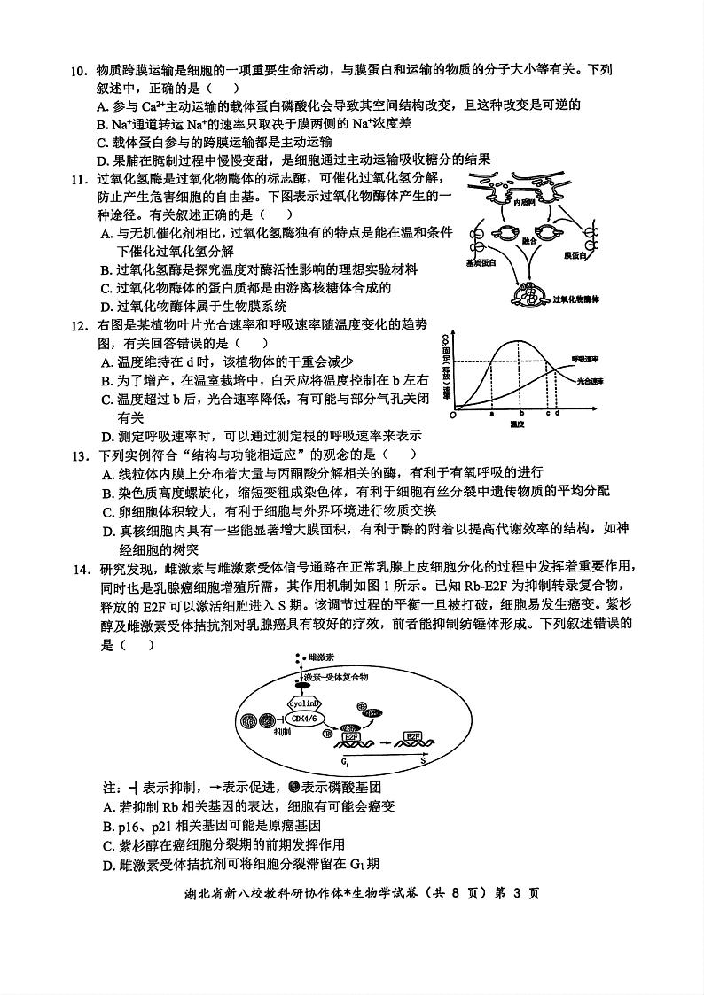 2024年湖北省新八校协作体高三上学期10月联考 生物试题03