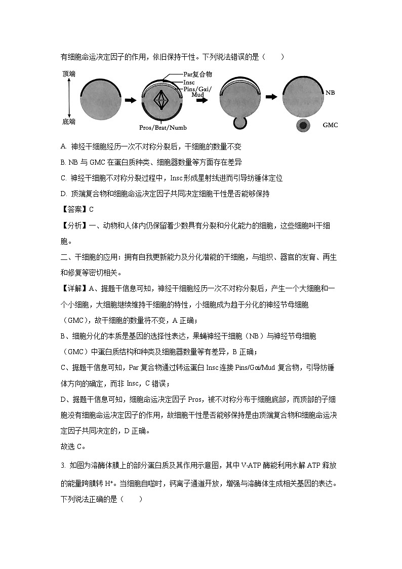 山东省青岛市2024-2025学年高三上学期期初开学考生物考试（解析版）第2页