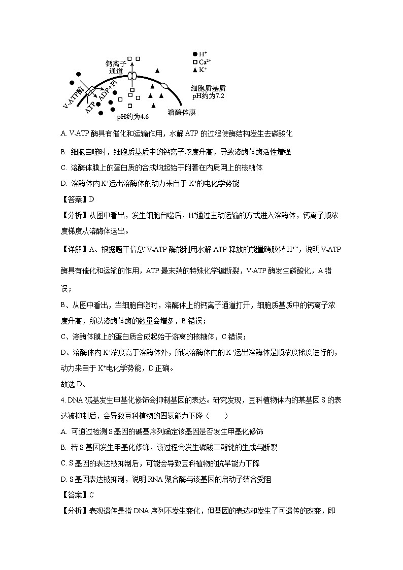 山东省青岛市2024-2025学年高三上学期期初开学考生物考试（解析版）第3页