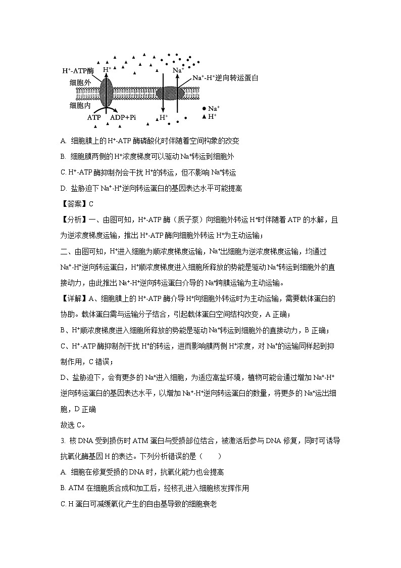 山东省济南市2024-2025学年高三上学期开学摸底生物考试（解析版）第2页