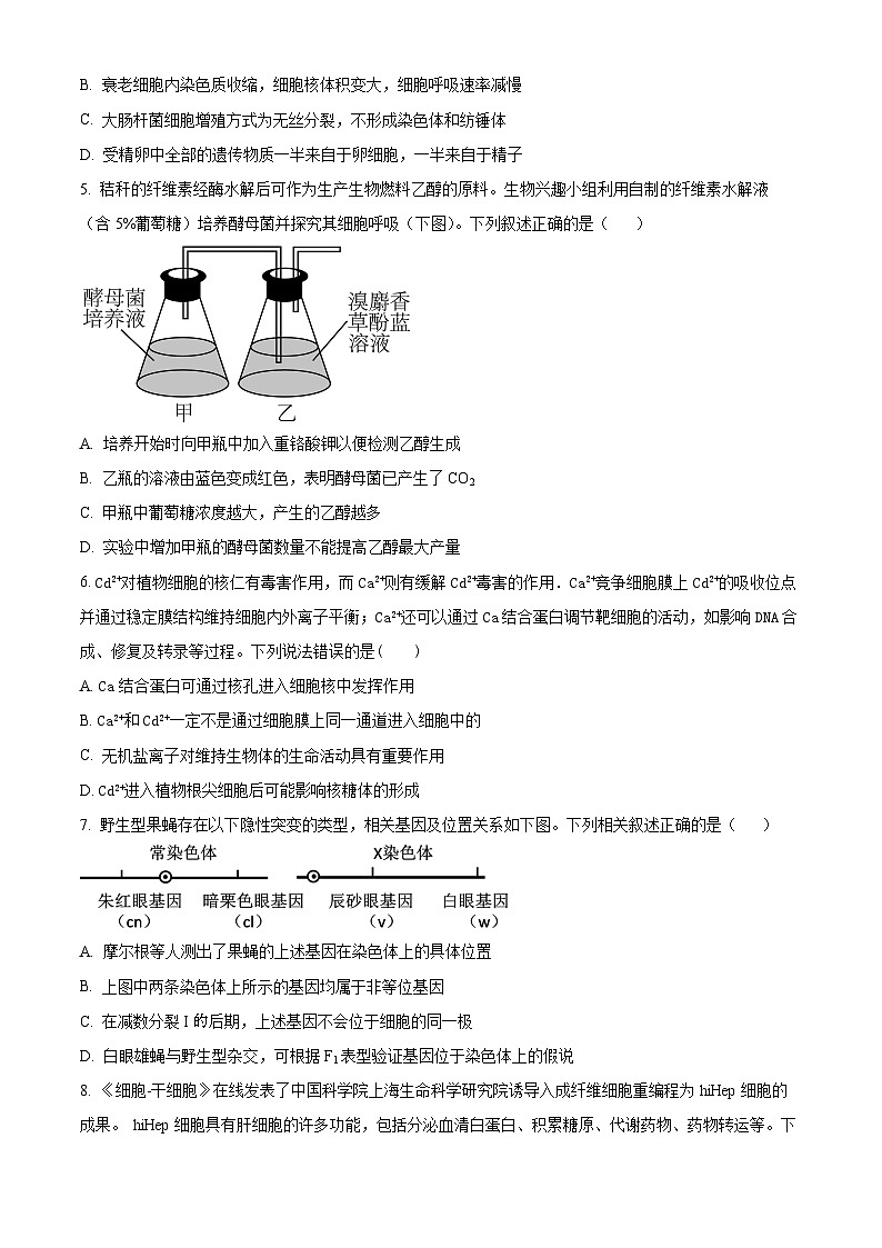 广东省东莞市东莞外国语学校2024-2025学年高三上学期10月月考生物试题（原卷版）第2页