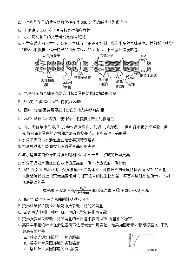 2025届河南省豫西北教研联盟（许洛平）高三上学期高考第一次质量检测（一模）生物试题（含答案）第2页