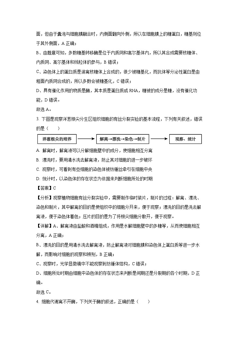 安徽省阜阳市红旗中学2024-2025学年高二上学期9月开学摸底考生物试卷（解析版）02