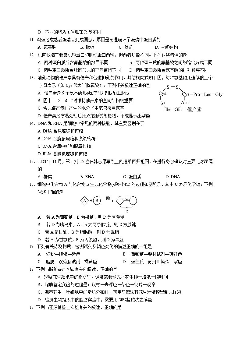 江苏省南京市六校2024-2025学年高一上学期10月期中联合调研生物试题第2页