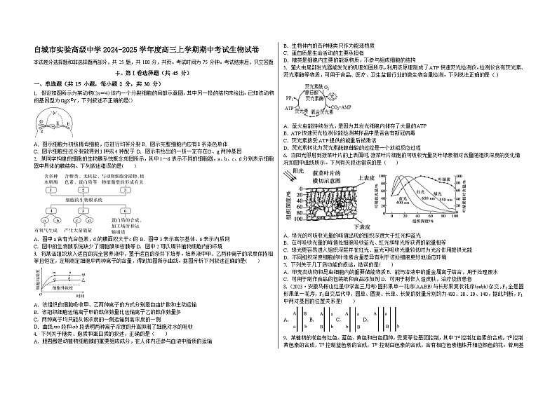 吉林省白城市洮北区白城市实验高级中学2024-2025学年高三上学期11月期中考试生物试题第1页