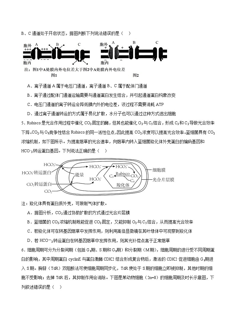 山东省聊城市临清市实验高级中学2024-2025学年高三上学期10月月考生物试题第2页