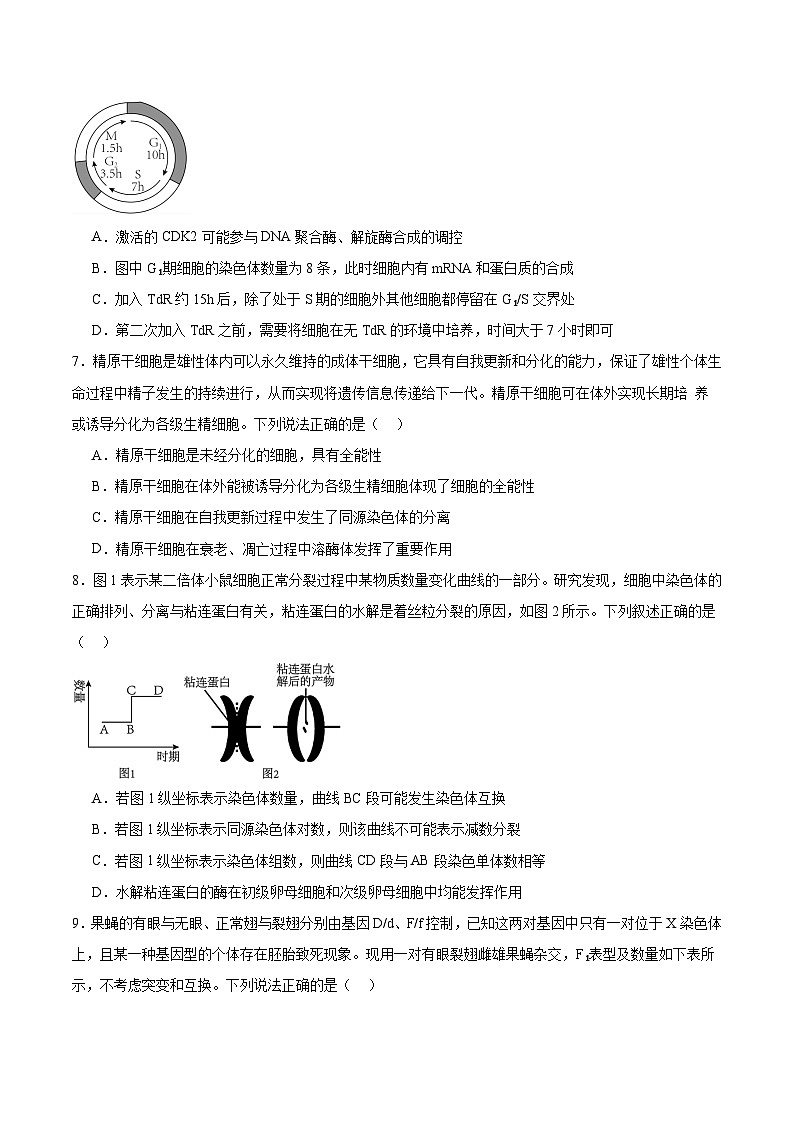 山东省聊城市临清市实验高级中学2024-2025学年高三上学期10月月考生物试题第3页